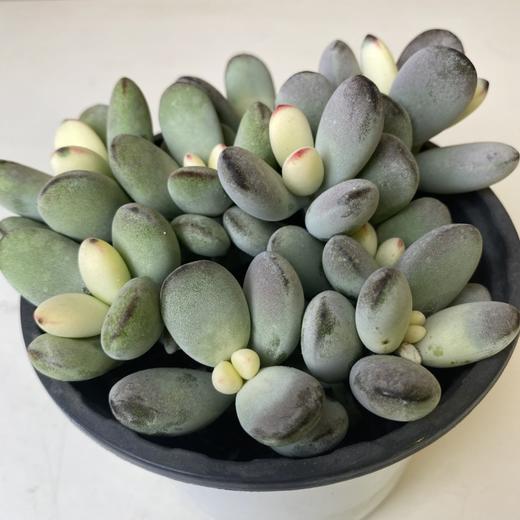 【绿植】多肉-乒乓福娘 商品图1