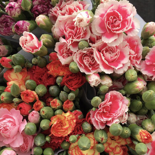 多头康乃馨--随机（活动专用） 商品图2