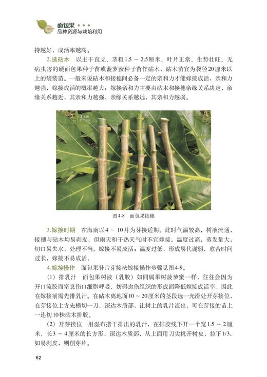 面包果品种资源与栽培利用 商品图3