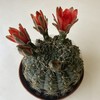 【绿植】多肉-绯花玉 商品缩略图0