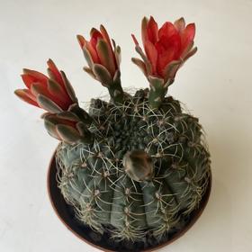 【绿植】多肉-绯花玉