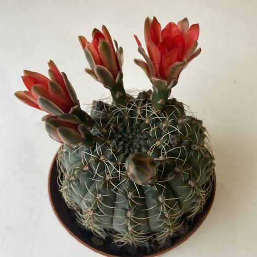 【绿植】多肉-绯花玉 商品图0