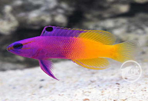 美国鬼王 商品图2