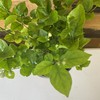 【绿植】茉莉 商品缩略图1