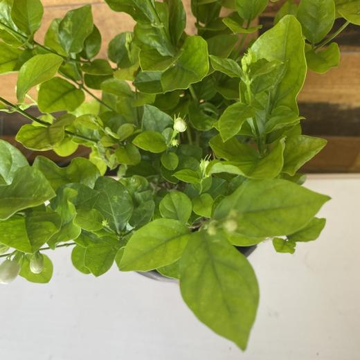 【绿植】茉莉 商品图1