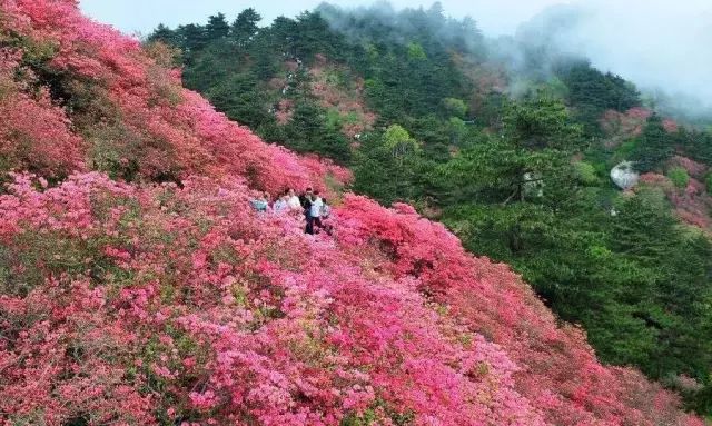 花事未了鸬鸟山杜鹃锦绣1日行