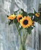 【基地直供】中型--向日葵  5枝/扎 商品缩略图1
