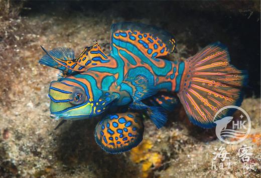 五彩青蛙 商品图4