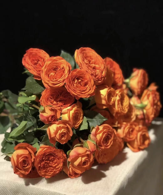 【昆明玫瑰】橙色芭比 10支/扎 A级 商品图2