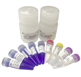 One Step Mouse Genotyping Kit