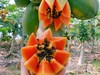 吃海芒芒·海南三亚   树上熟牛奶木瓜 商品缩略图1