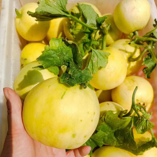 山东蜜罐小甜瓜、肉脆瓤蜜、嘎嘣脆、贼拉脆甜、香味浓郁 商品图2