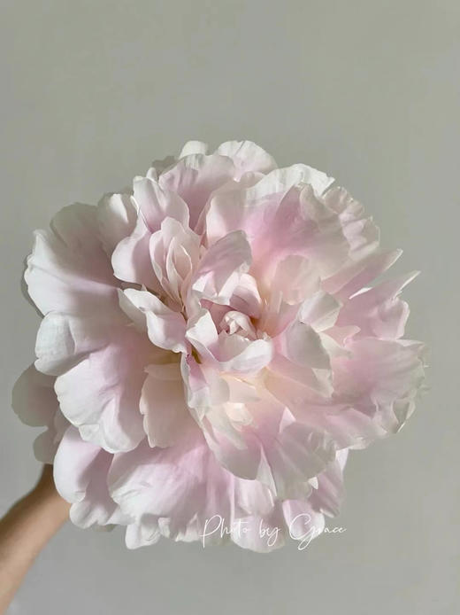 进口品种东方少女芍药花5支 商品图7