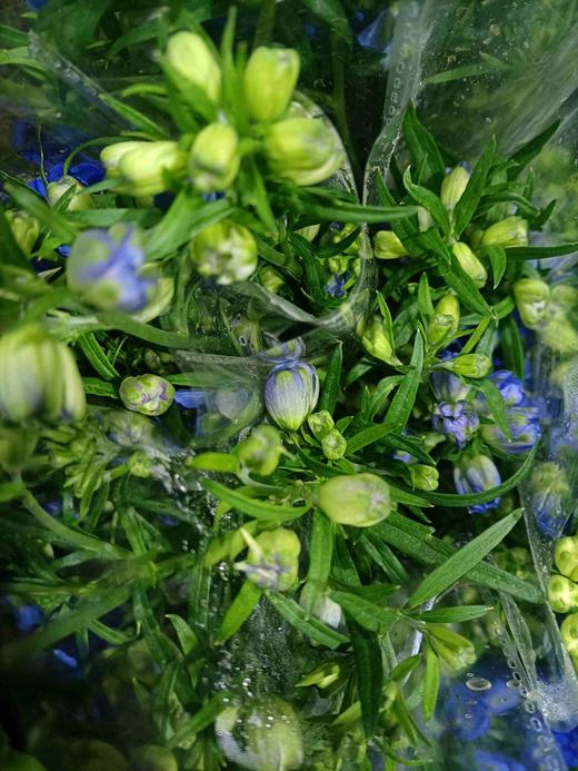 小飞燕 商品图2