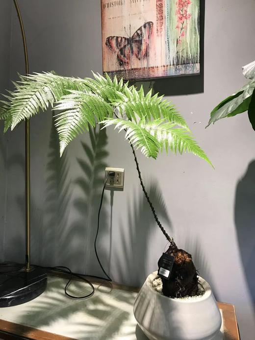 JMGJPZ001 商品图0