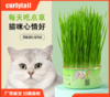 【无土猫草罐 轻松种植不操心】懒人猫草罐头吐毛球化毛促进消化栽培猫薄荷宠物猫零食 商品缩略图0