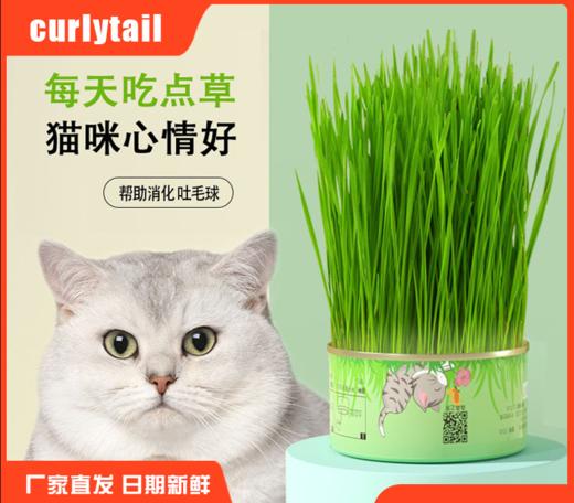 【无土猫草罐 轻松种植不操心】懒人猫草罐头吐毛球化毛促进消化栽培猫薄荷宠物猫零食 商品图0