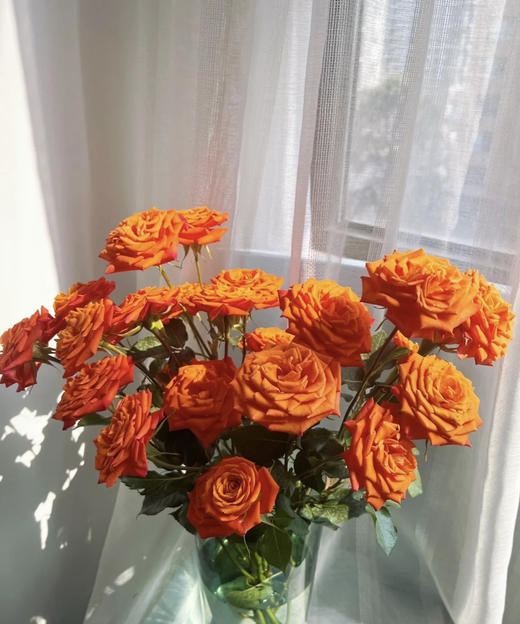 【昆明玫瑰】橙色芭比 10支/扎 A级 商品图1