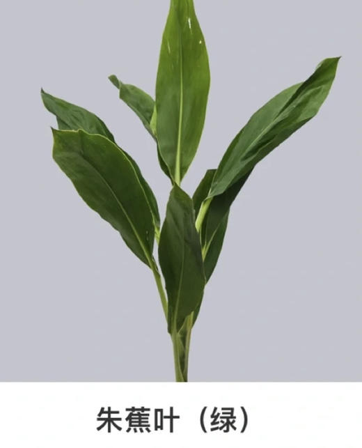 青铁【朱蕉叶】 约9-10枝/扎  约60公分 商品图0
