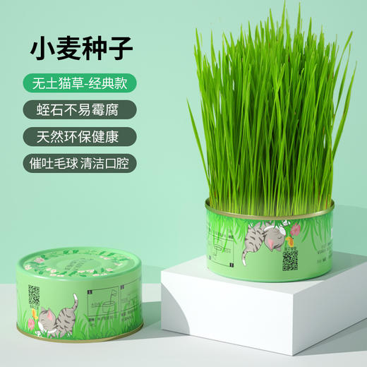 【无土猫草罐 轻松种植不操心】懒人猫草罐头吐毛球化毛促进消化栽培猫薄荷宠物猫零食 商品图6