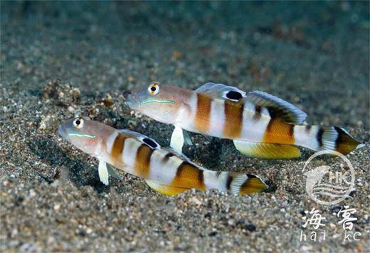 老虎虾虎 商品图2