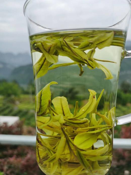 CY臻硒白茶50g/袋*3  捡漏款 商品图5