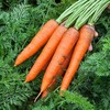 【LY】带泥胡萝卜 400±50g/袋 商品缩略图0