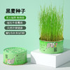 【无土猫草罐 轻松种植不操心】懒人猫草罐头吐毛球化毛促进消化栽培猫薄荷宠物猫零食 商品缩略图5