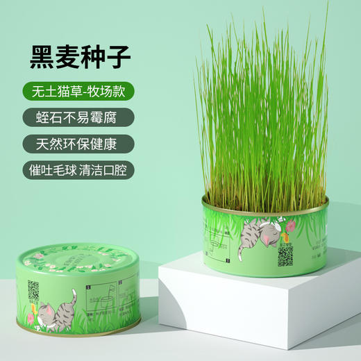 【无土猫草罐 轻松种植不操心】懒人猫草罐头吐毛球化毛促进消化栽培猫薄荷宠物猫零食 商品图5