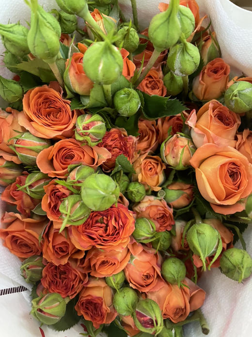 【昆明玫瑰】橙色芭比 10支/扎 A级 商品图8