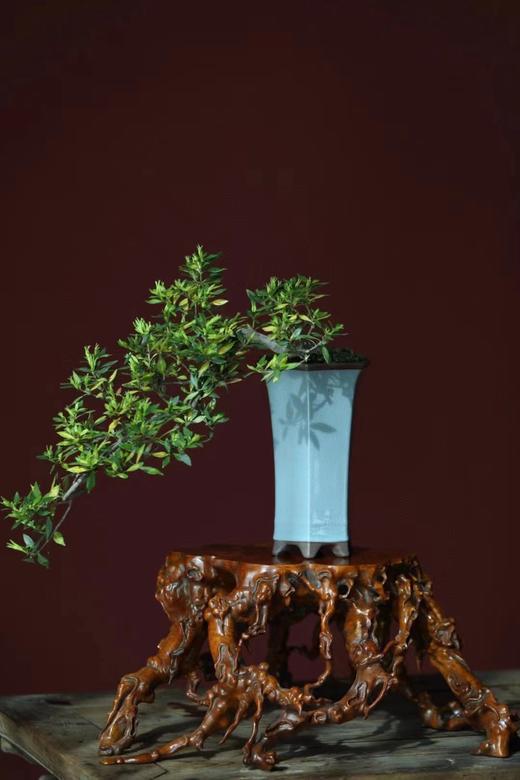 黄杨木仿古°瘤疤花几 商品图6