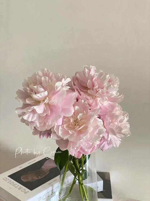 进口品种东方少女芍药花5支 商品图5