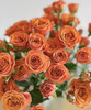 【昆明玫瑰】橙色芭比 10支/扎 A级 商品缩略图7