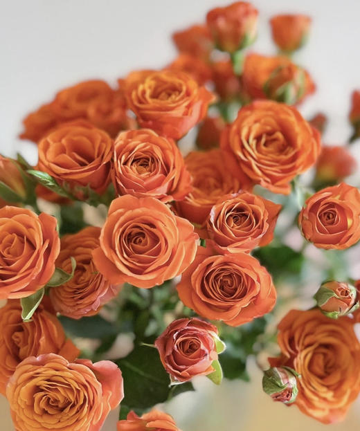 【昆明玫瑰】橙色芭比 10支/扎 A级 商品图7