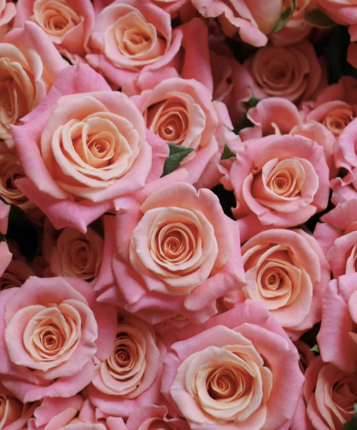 【拍市玫瑰】猪猪小姐 10枝/扎  约60公分 商品图1