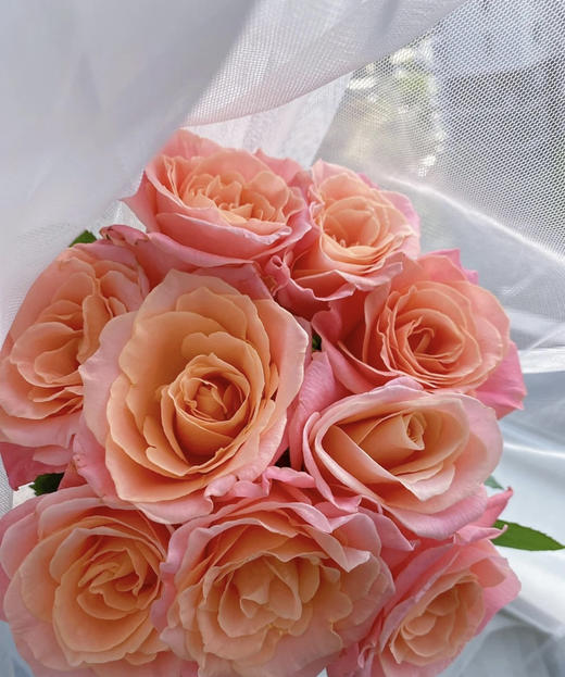 【拍市玫瑰】猪猪小姐 10枝/扎  约60公分 商品图2