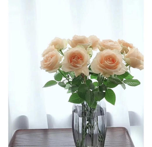 【拍市玫瑰】香槟玫（蜜桃雪山）10枝/扎   约60公分 商品图3