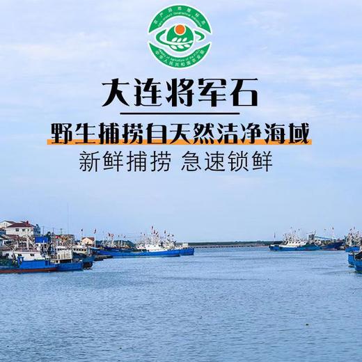 辽视同款 将军石即食淡干虾皮  传统晒制 可以当零食吃的虾皮海米  瓦房店地理标志产品 全国包邮 商品图5