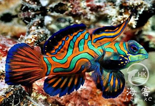 五彩青蛙 商品图1