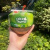 coco泰国椰妃（一箱6个） 商品缩略图4