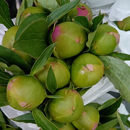 A芍药-蓝富士 商品图1