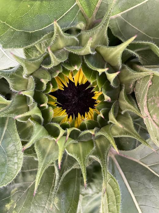 【基地直供】中型--向日葵  5枝/扎 商品图5