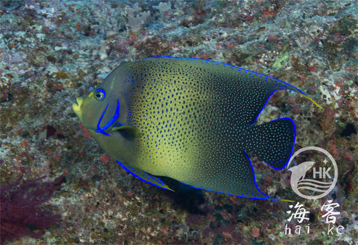 蓝纹神仙 商品图1