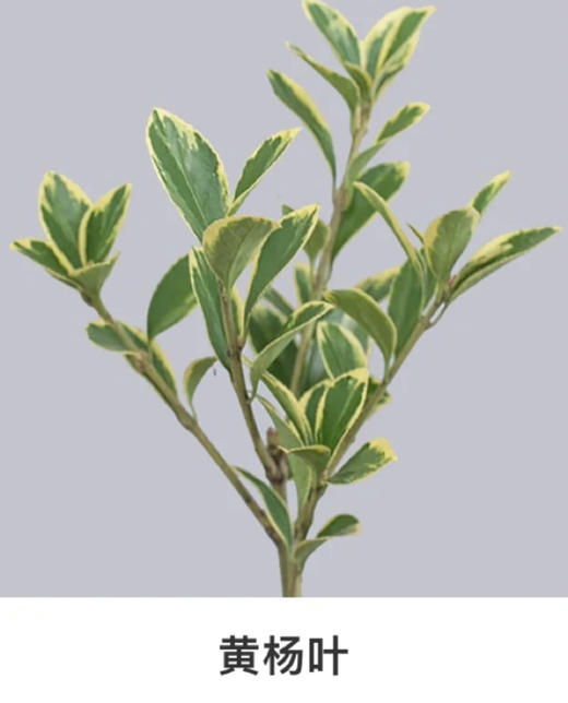 黄杨叶，3-5支/扎 商品图0