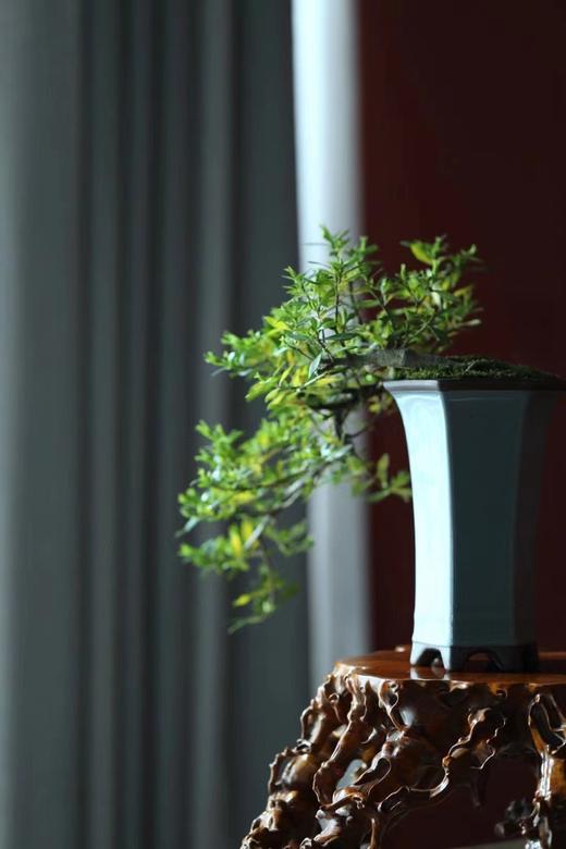 黄杨木仿古°瘤疤花几 商品图7