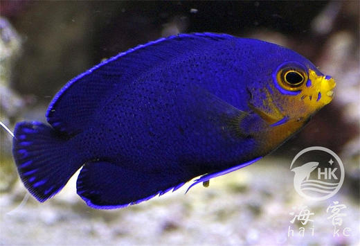 小蓝仙（侏儒仙） 商品图2