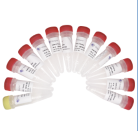 VAHTS Small RNA Index Primer Kit for Illumina