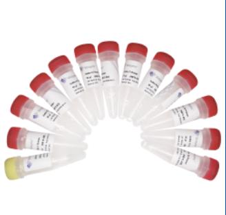 VAHTS Small RNA Index Primer Kit for Illumina 商品图0