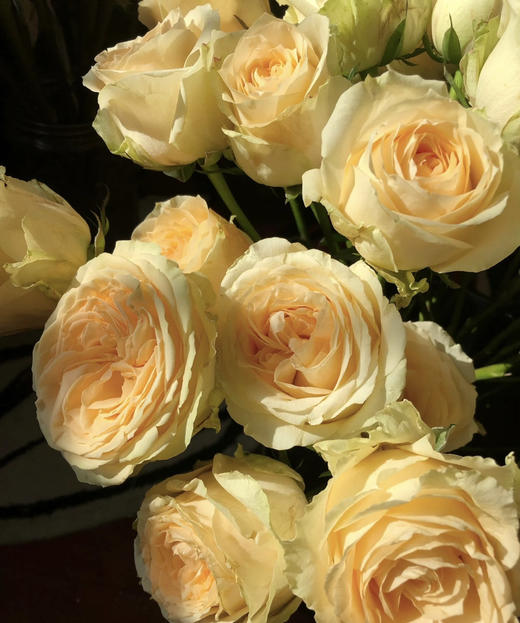 【拍市玫瑰】香槟玫（蜜桃雪山）10枝/扎   约60公分 商品图4