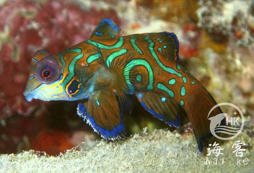 五彩青蛙 商品图2